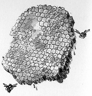 Honeycomb Proverbs 24:13